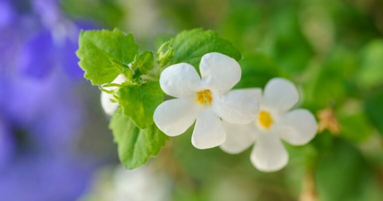 Methods to Develop a Bacopa Plant