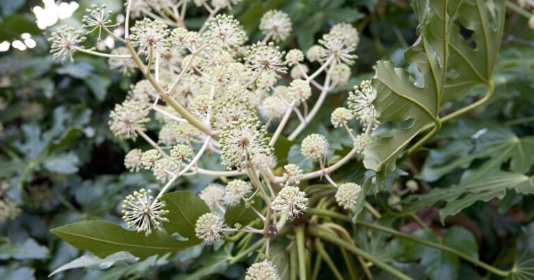 How To Develop Japanese Aralia, Fatsia Japonica