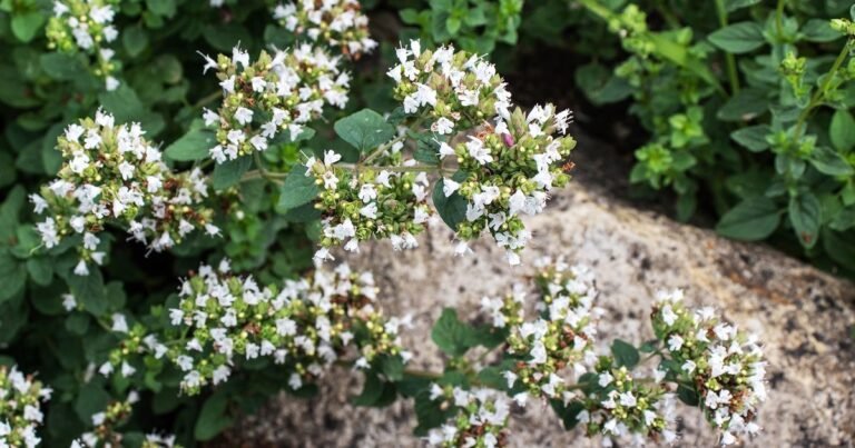 How To Develop Marjoram | BBC Gardeners World Journal