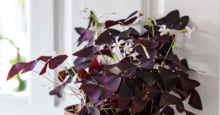 How To Develop And Care For Oxalis Triangularis