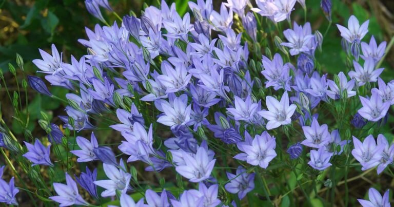 The way to Develop Brodiaea | BBC Gardeners World Journal