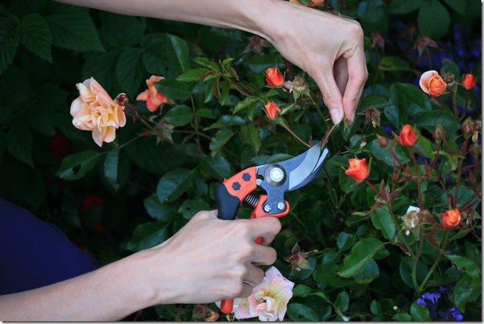 The Finest Pruner You’ve By no means Heard Of — The Backyard Device Evaluation