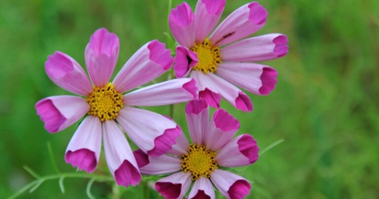 How To Develop Cosmos | BBC Gardeners World Journal