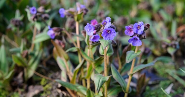 Learn how to Develop Lungwort (Pulmonaria)