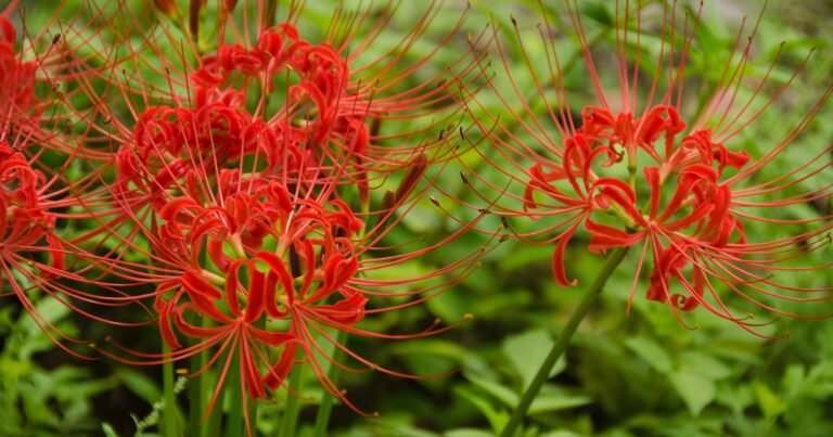 How one can Develop Spider Lily