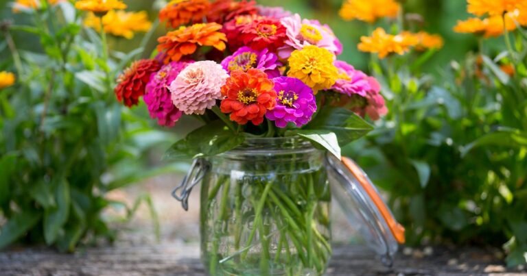 The best way to Develop Zinnias | BBC Gardeners World Journal