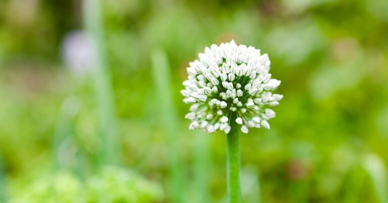 Why are my Onions Flowering?