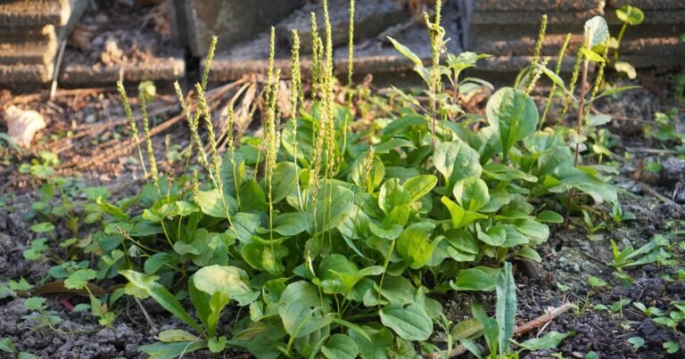 Coping with Weeds: Plantain Weed