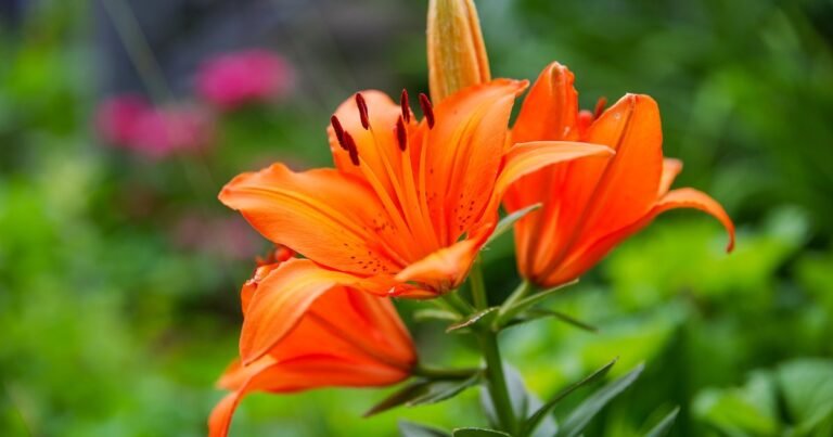 Learn how to Develop Orange Lily