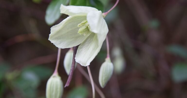 Greatest Winter-Flowering Clematis | BBC Gardeners World Journal