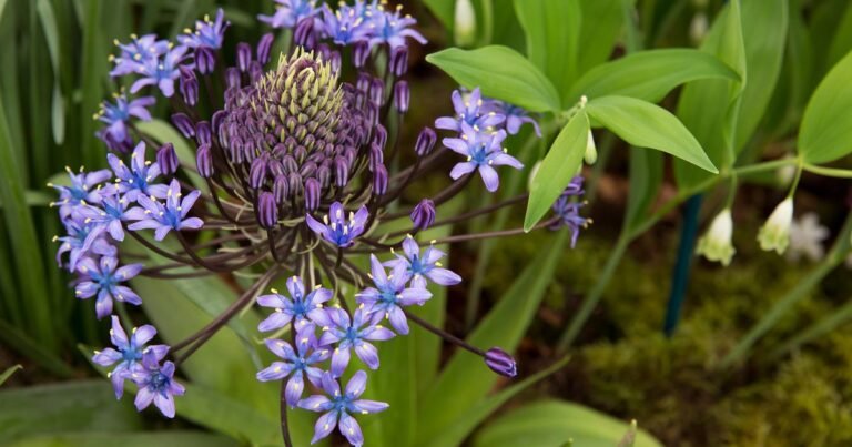 The best way to Develop Scilla peruviana