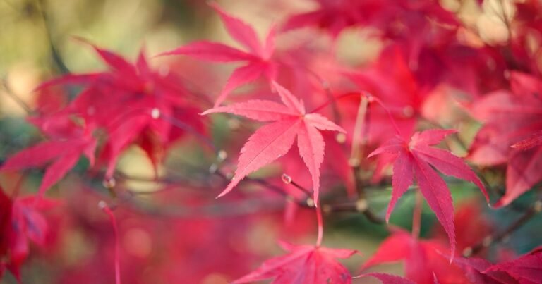 Plant an Acer in a Pot